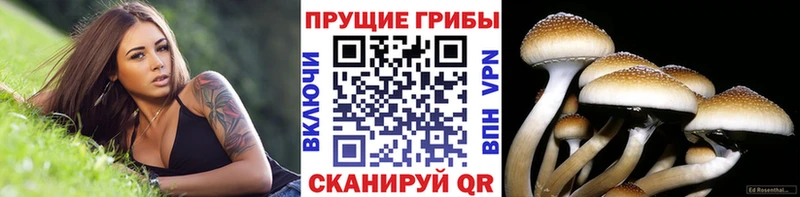 Псилоцибиновые грибы ЛСД  omg зеркало  Шахунья 